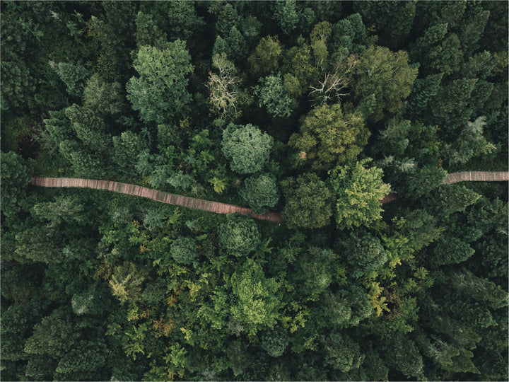 Forest Restoration